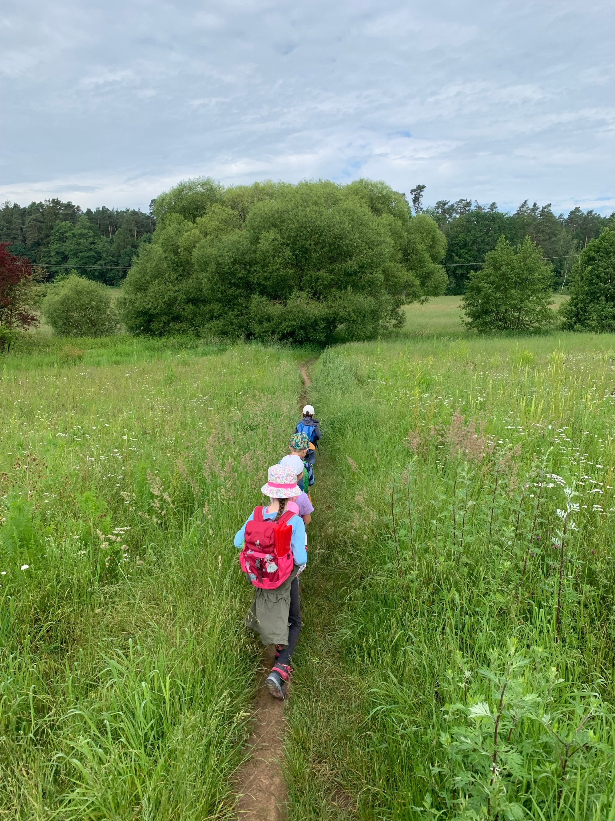 Auf dem Weg in den Wald