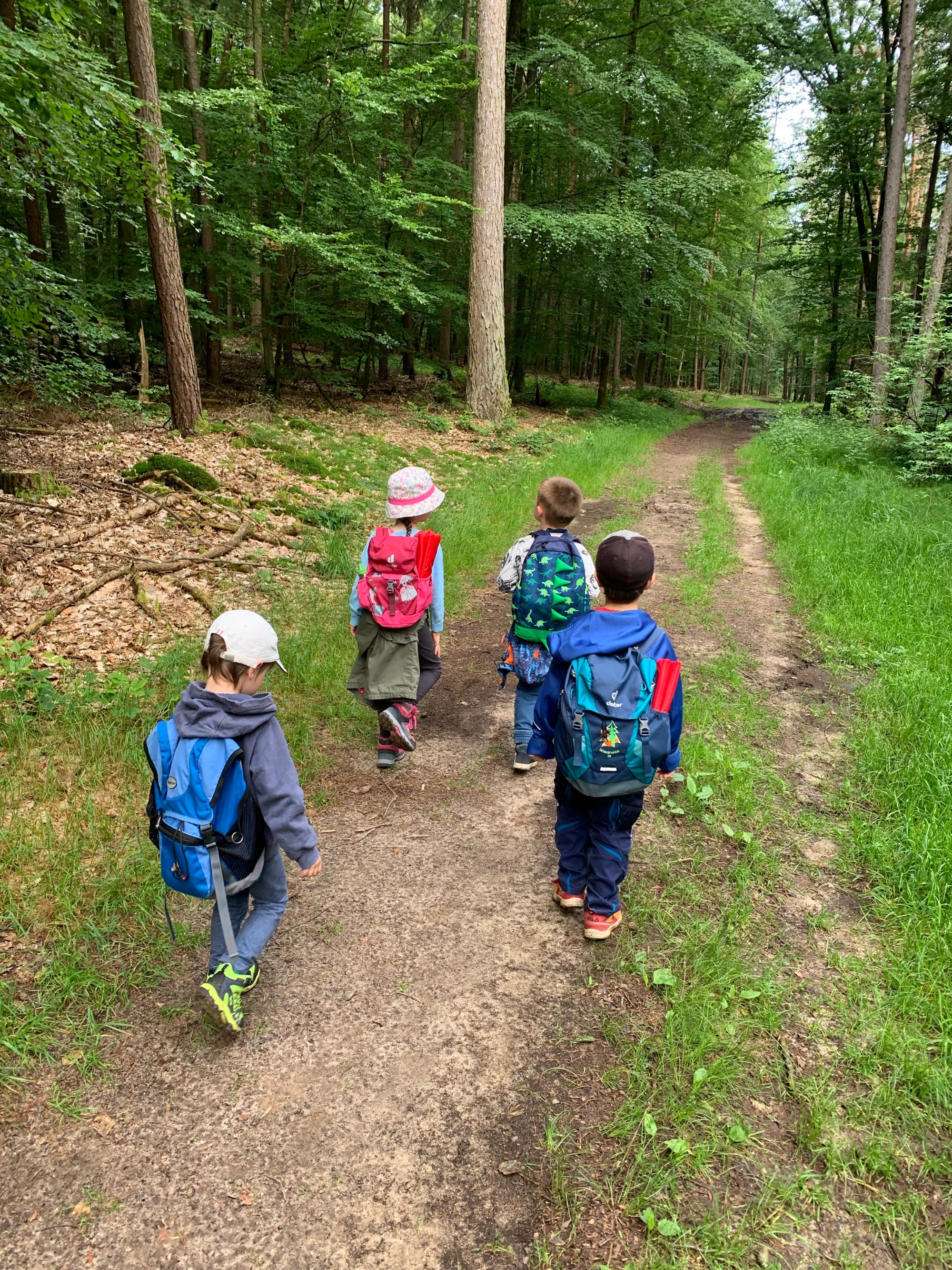Auf dem Weg in den Wald