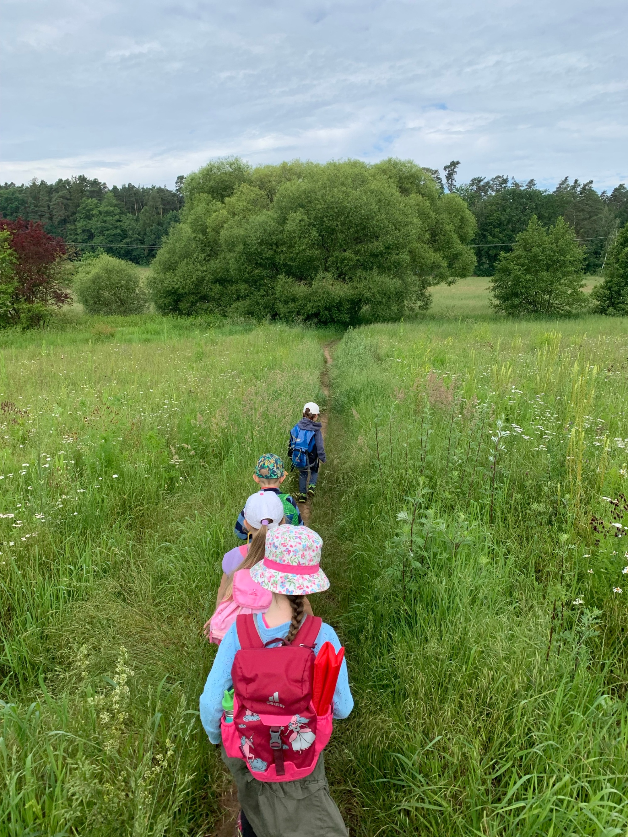 Auf dem Weg in den Wald