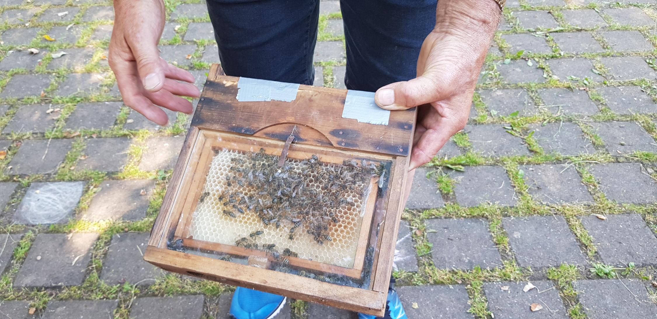 Der Imker bei den 'Bienen'.