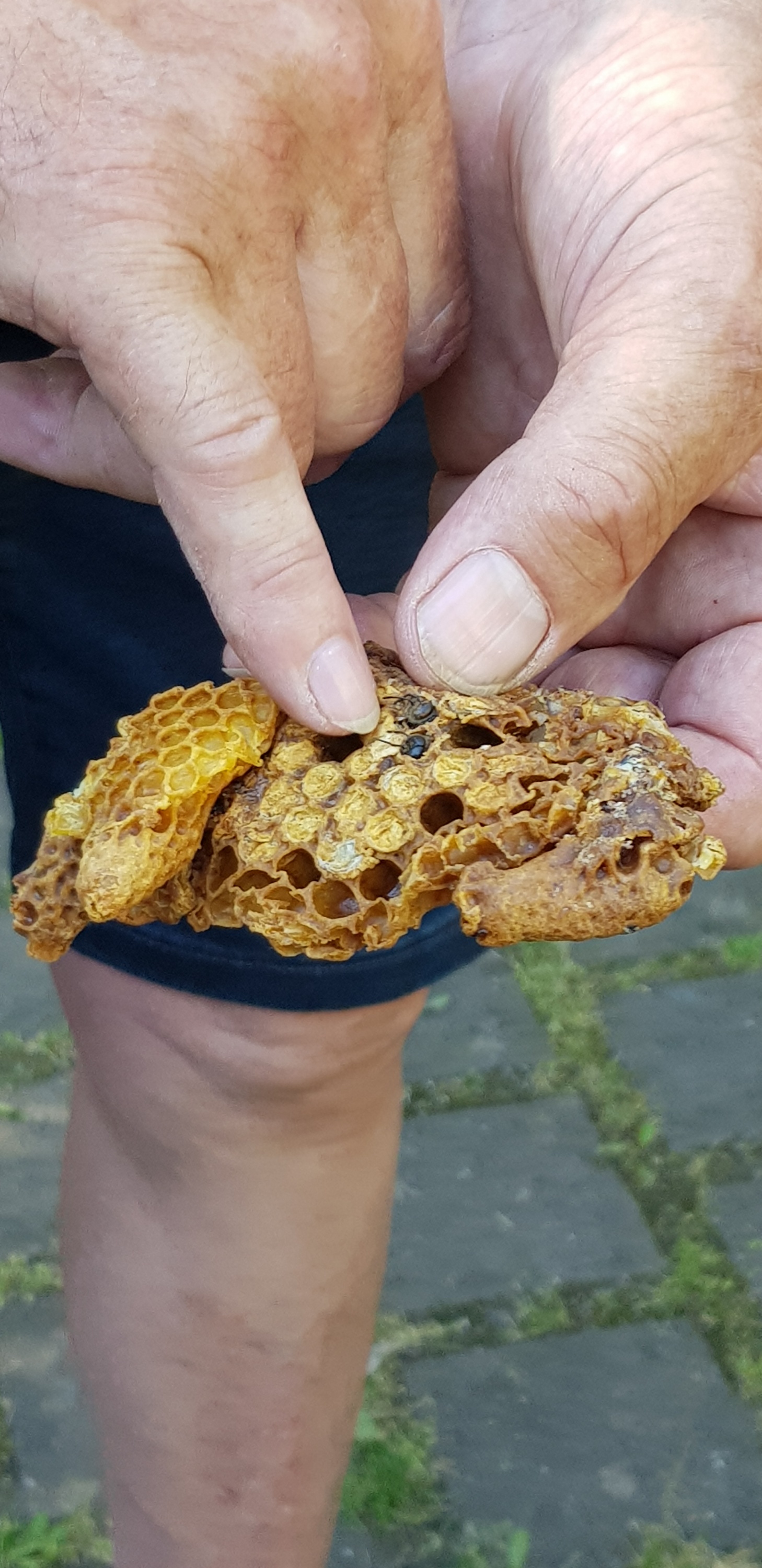 Der Imker bei den 'Bienen'.