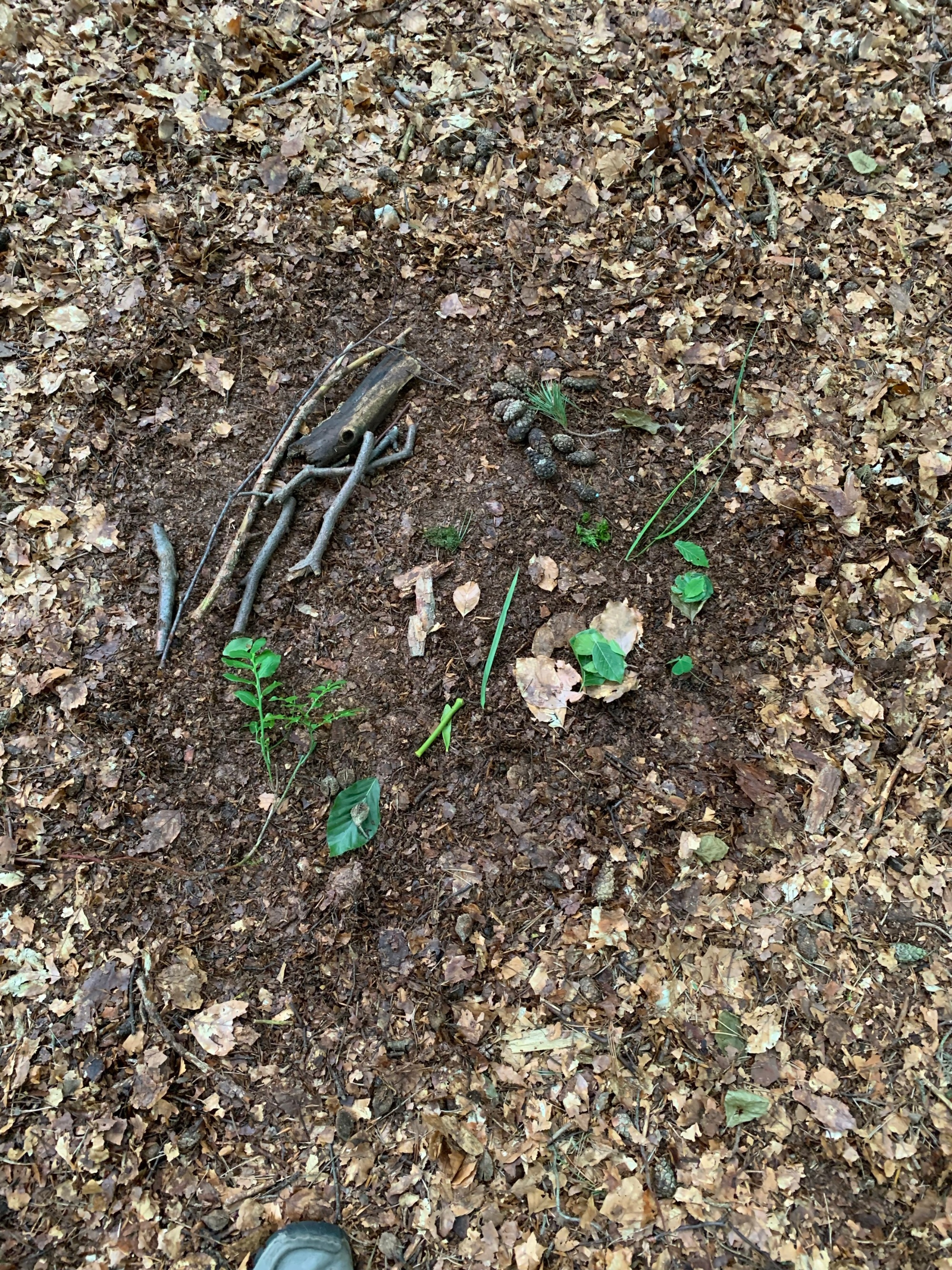 Im Wald
