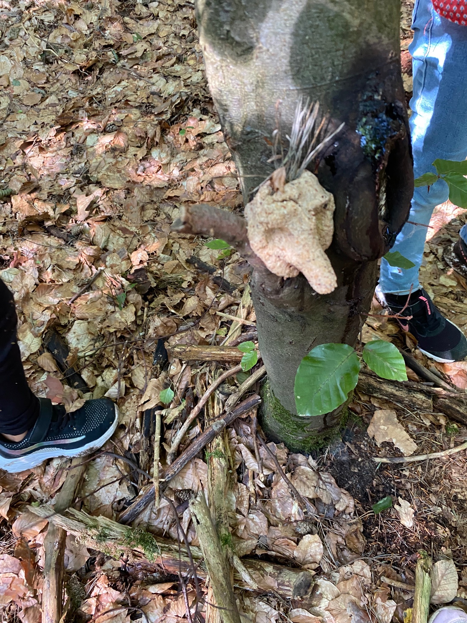 Im Wald