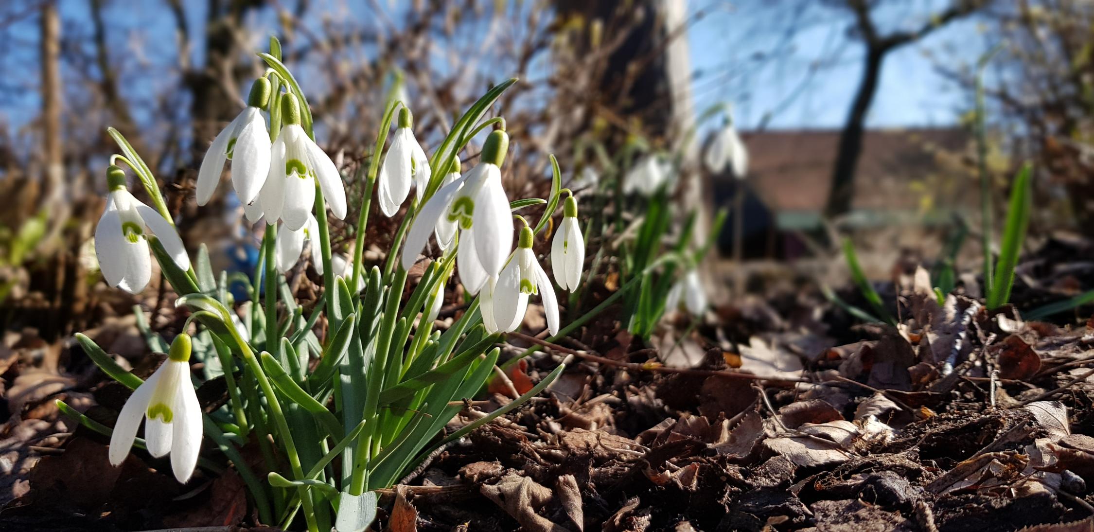 Langsam macht sich der Frühling auf den Weg. In unserem großen Garten haben wir schon ein paar erste Frühlingsboten entdeckt!