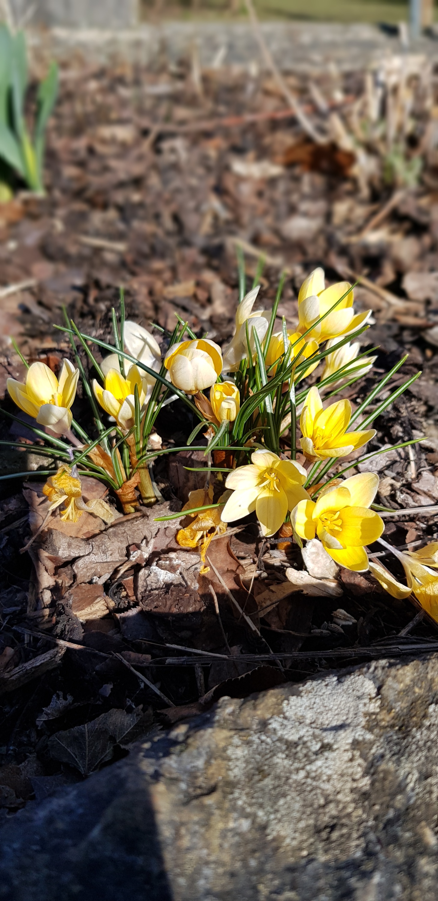 Langsam macht sich der Frühling auf den Weg. In unserem großen Garten haben wir schon ein paar erste Frühlingsboten entdeckt!