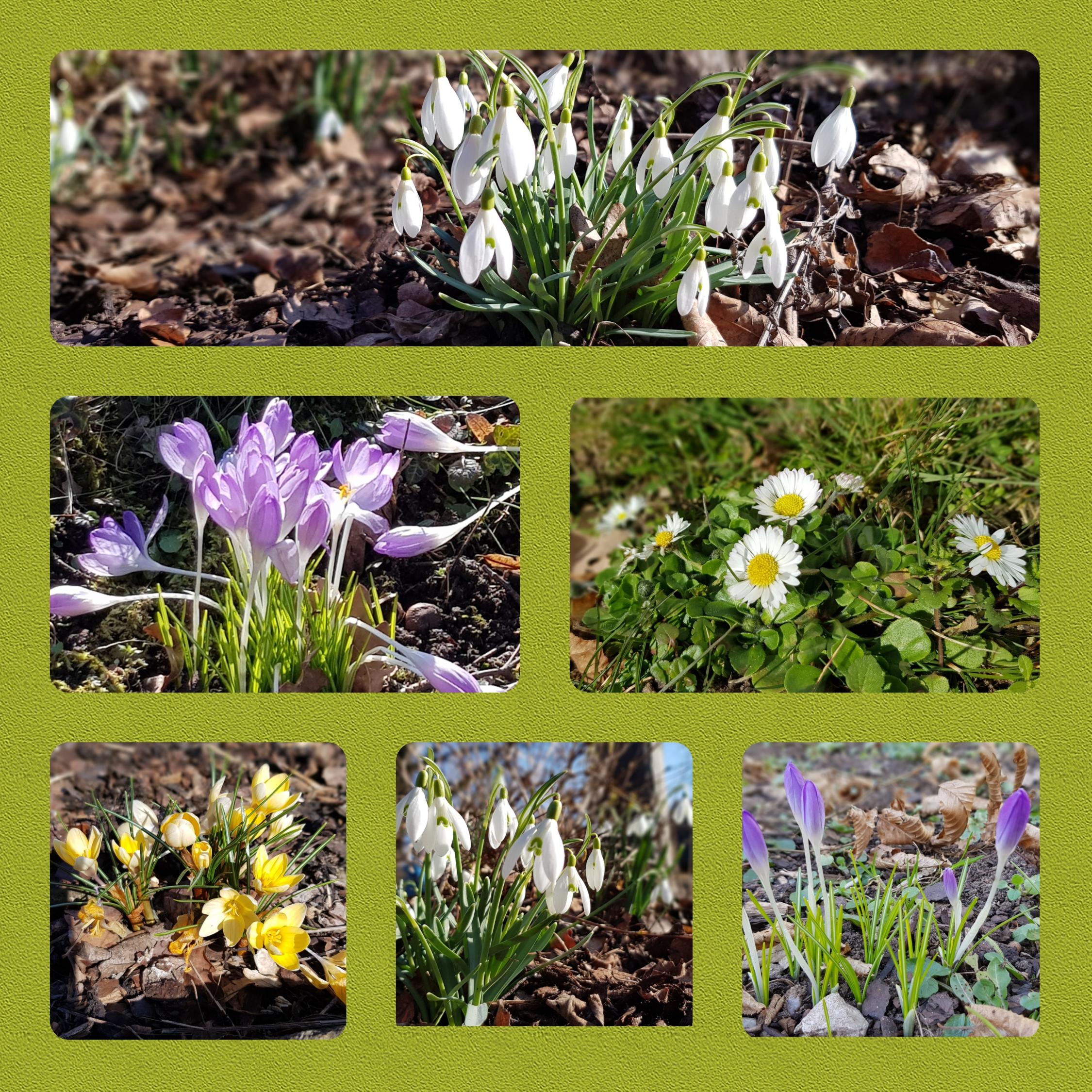 Langsam macht sich der Frühling auf den Weg. In unserem großen Garten haben wir schon ein paar erste Frühlingsboten entdeckt!