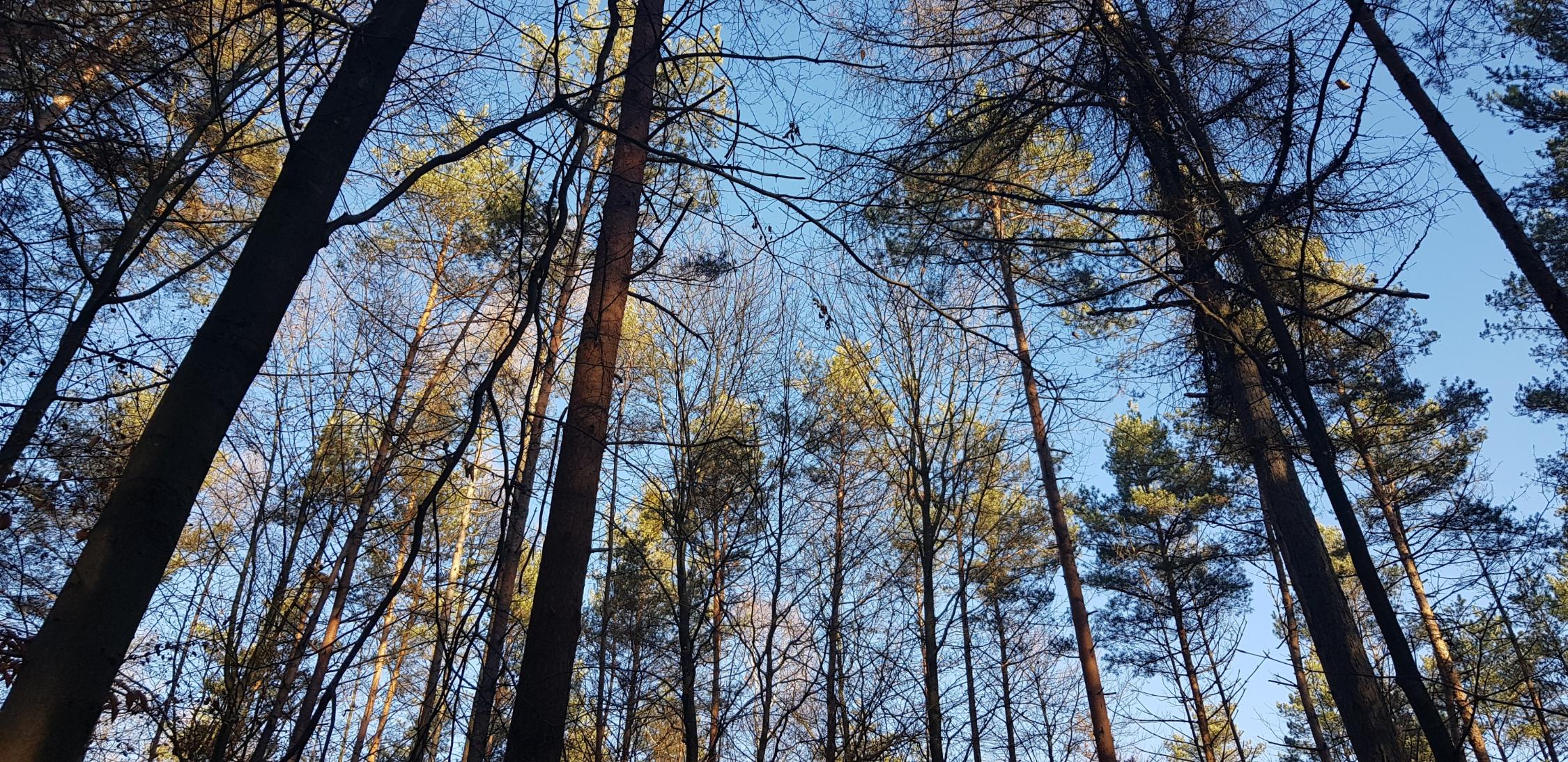 Natur im Winter