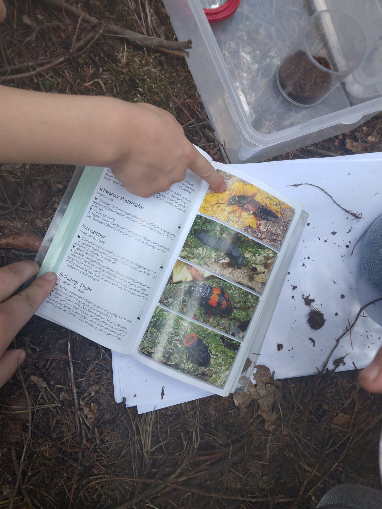 Waldprojekt Teil 3