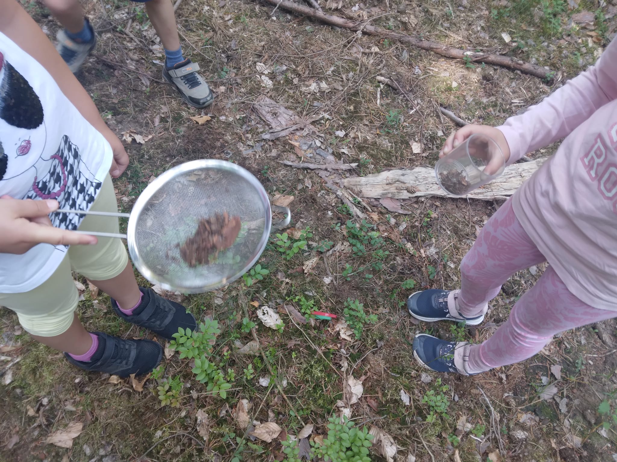 Waldprojekt Teil 3