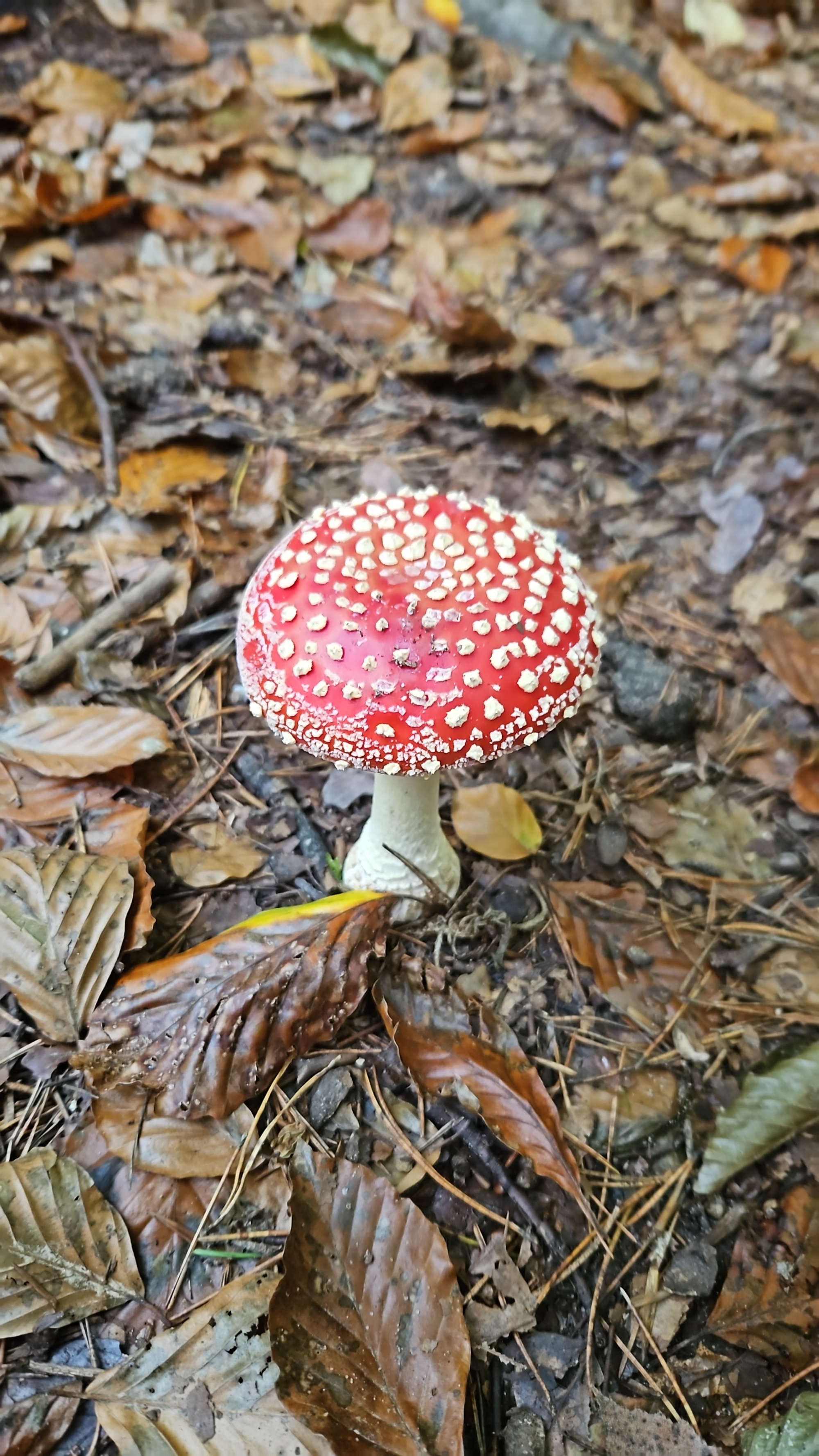Waldtag
