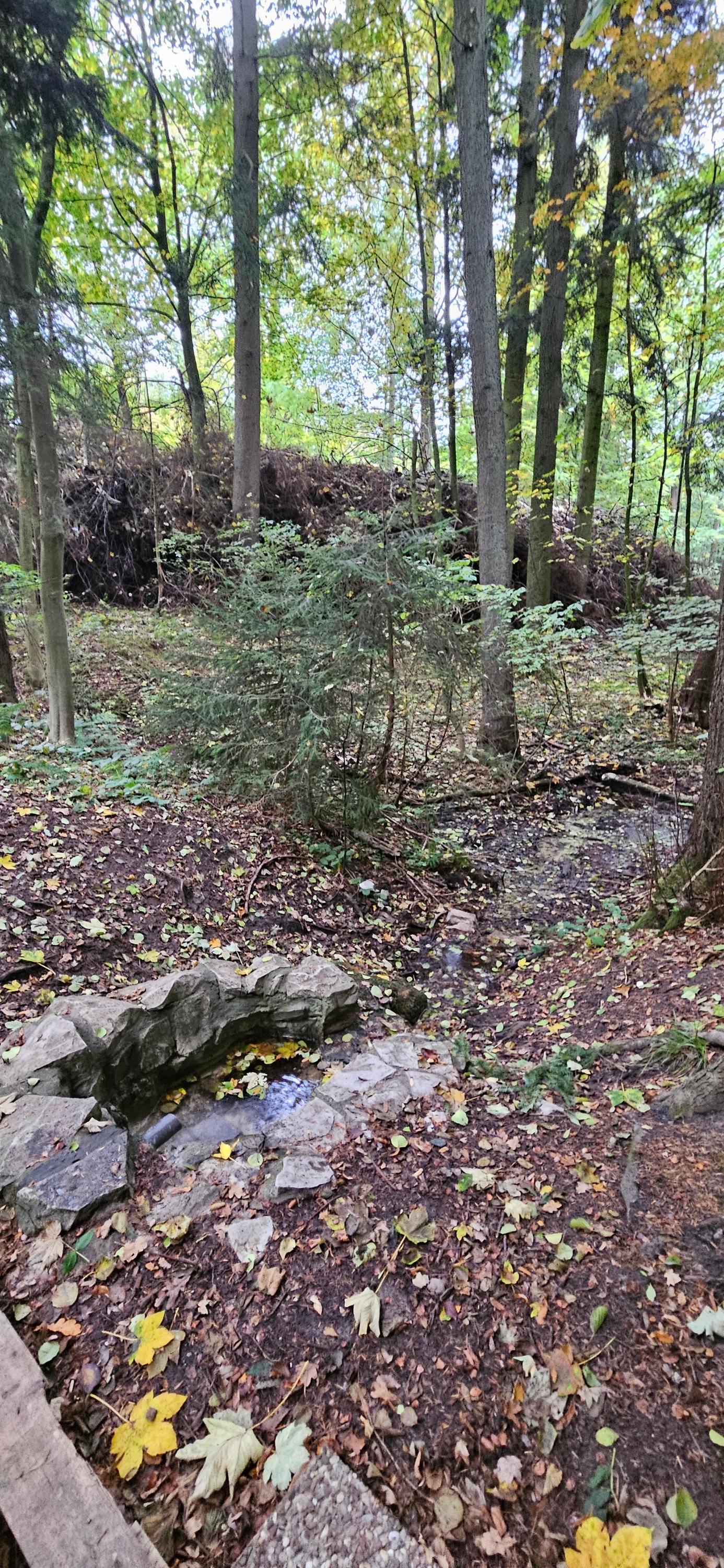 Waldtag