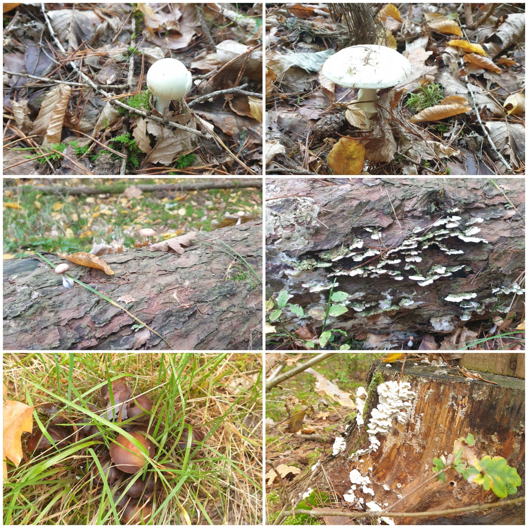 Waldtag