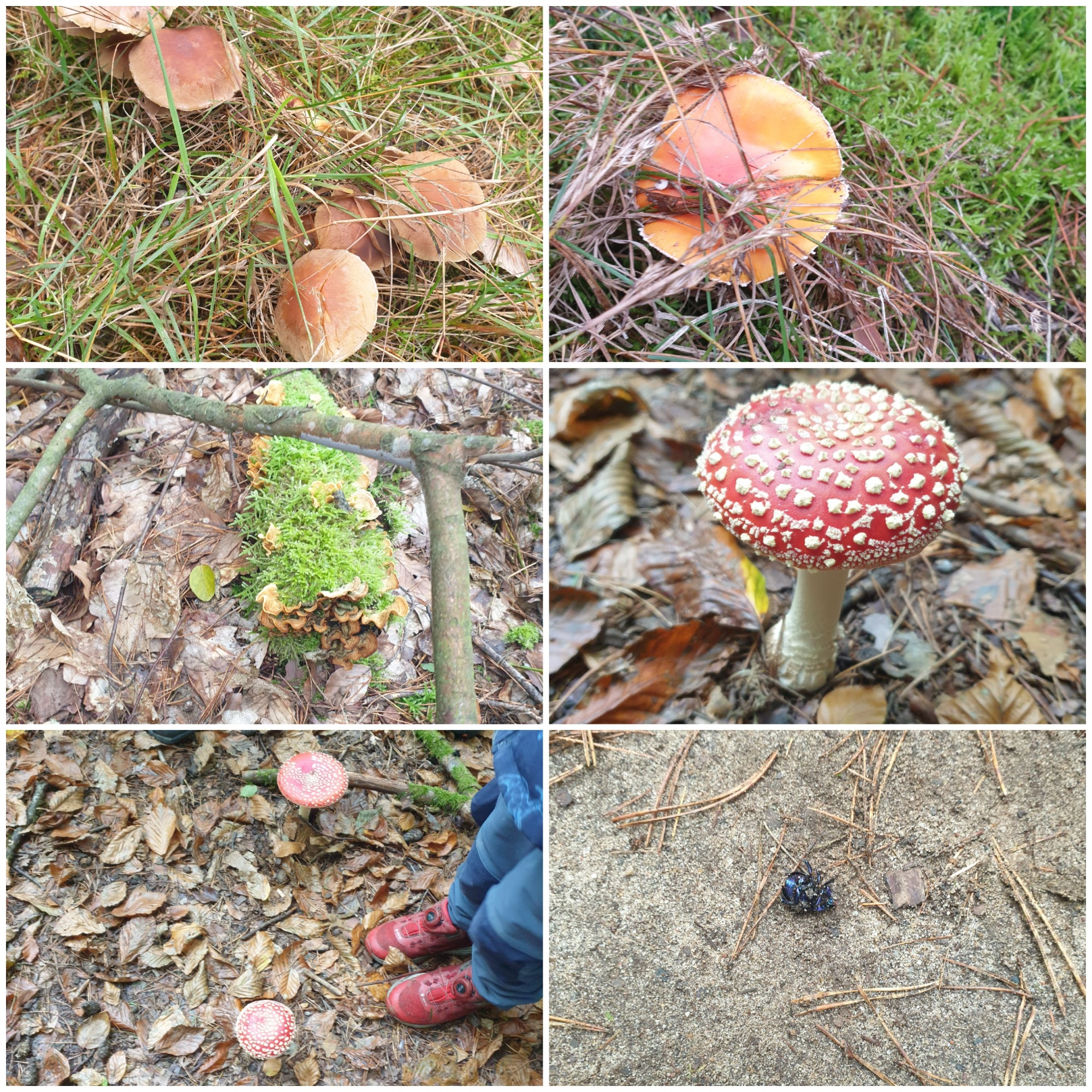Waldtag