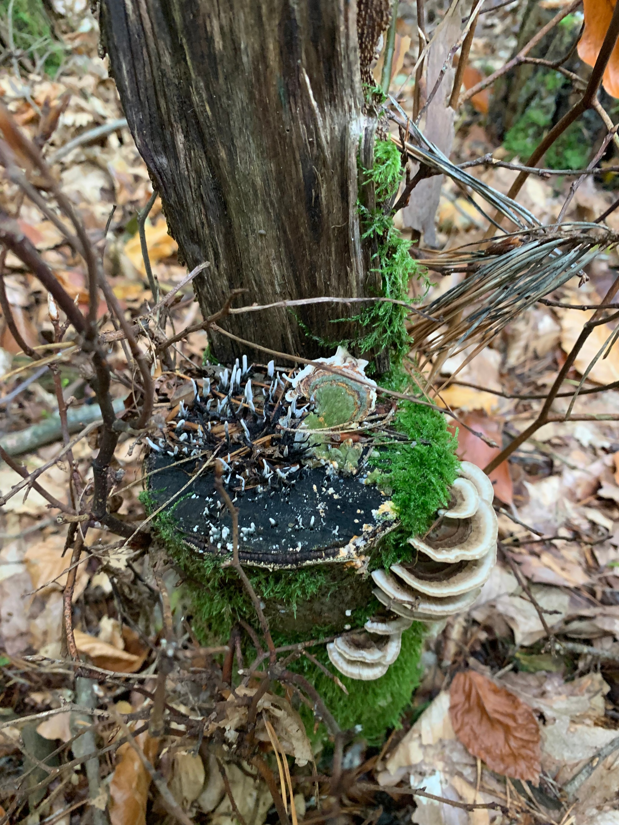 Waldtag