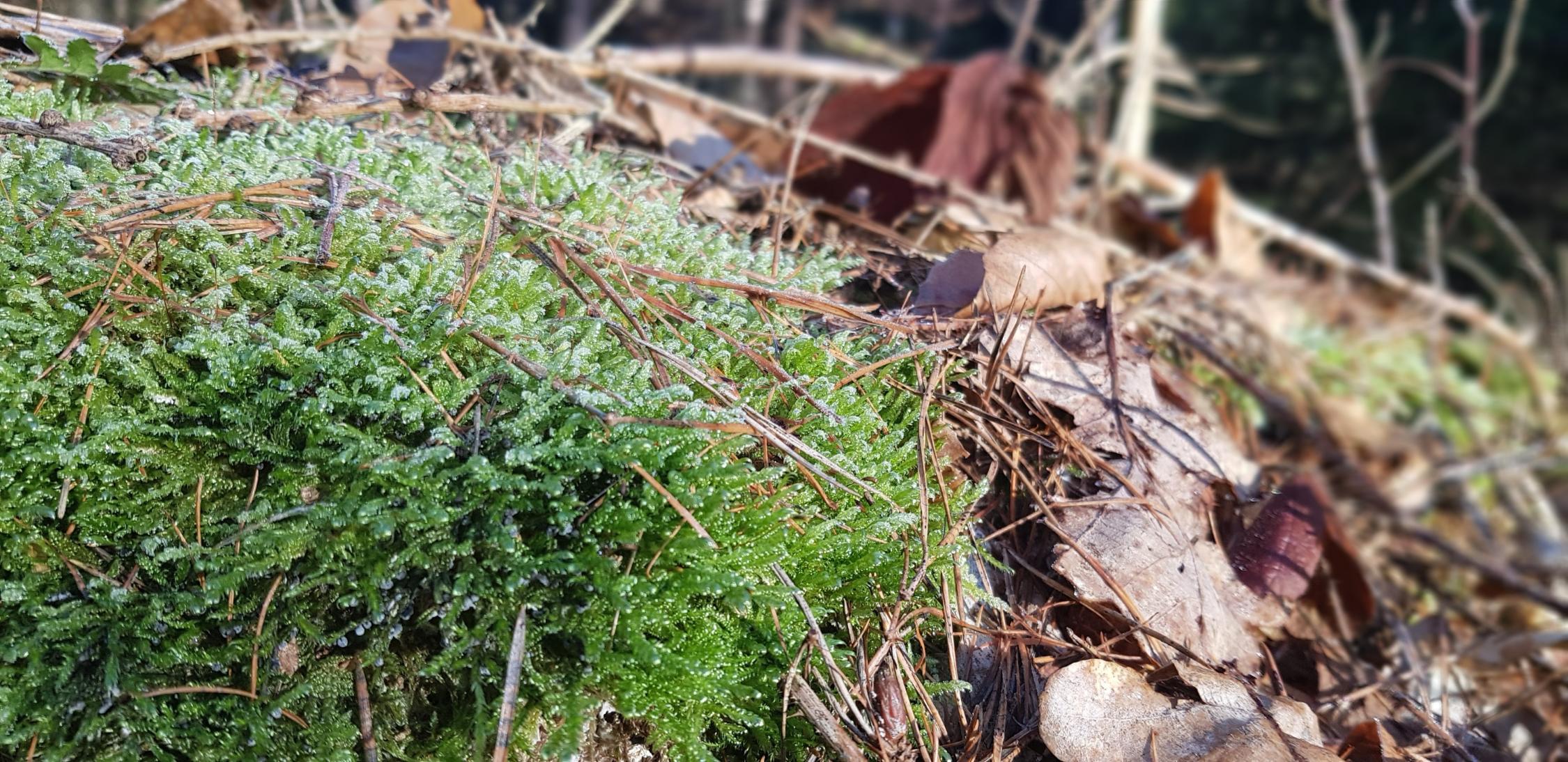 Waldtag
