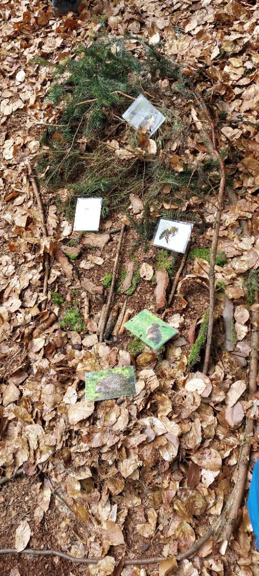 Waldtag Mai