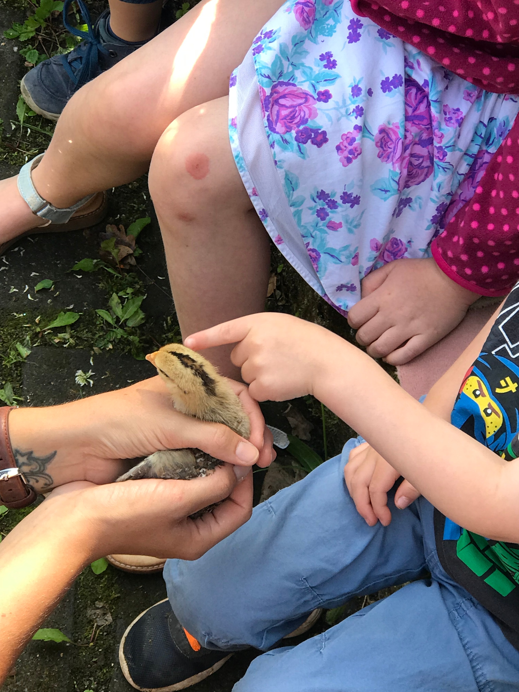 Ziege und Küken zu Besuch