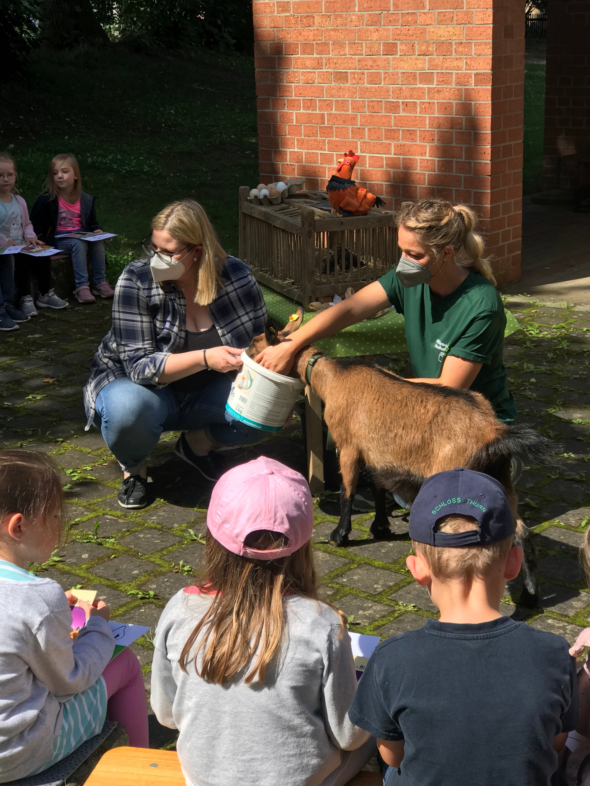 Ziege und Küken zu Besuch