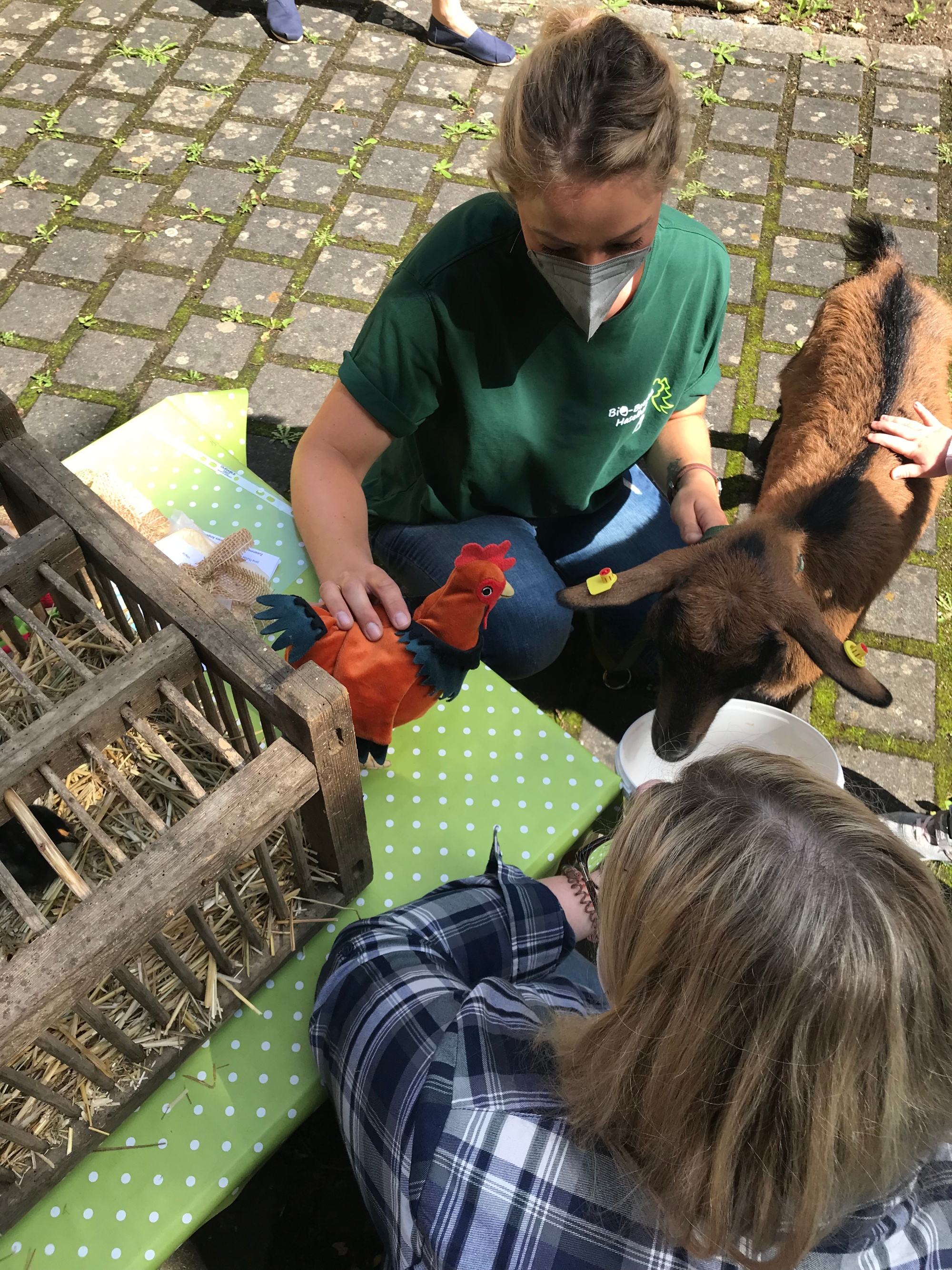 Ziege und Küken zu Besuch