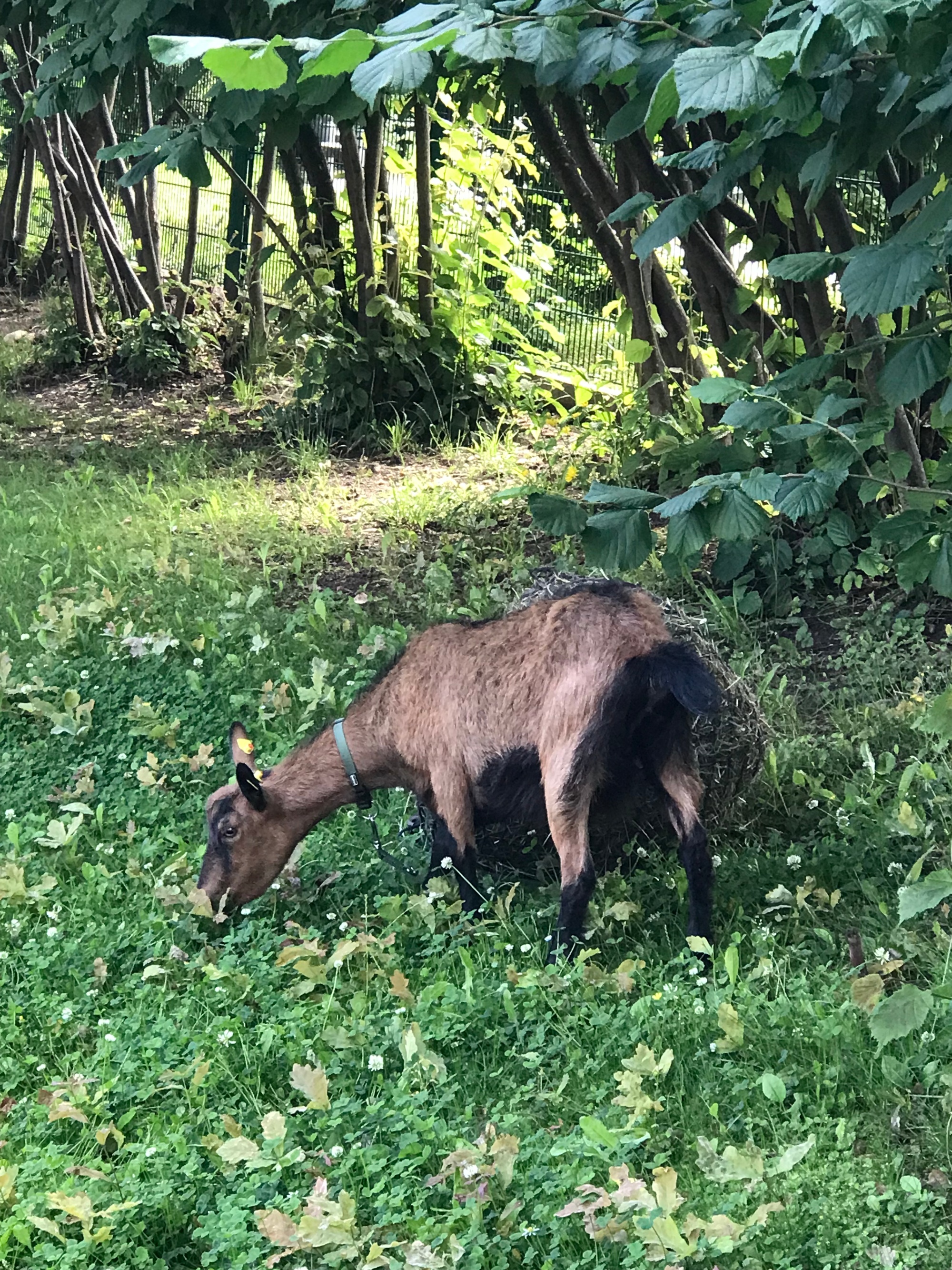 Ziege und Küken zu Besuch